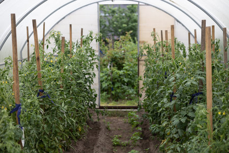Tunnel of tomato bushes in a greenhouse. Green tomato bushes with lush leaves grow tied up in a greenhouse in the garden. Rows of tomatoes in a greenhouse.の写真素材