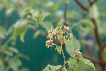 Green raspberries ripen on a bush in summer. Close-up. After the rain, young raspberries are hanging on the bush covered with drops of water. All kinds of berries in the garden.の写真素材