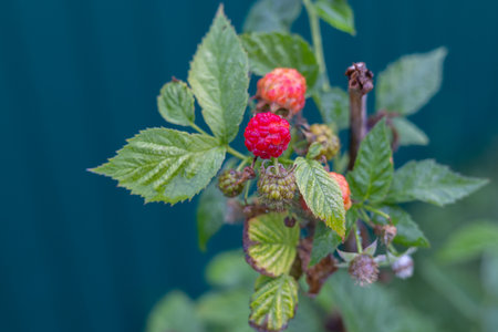 Red raspberries on a bush after a summer rain. Droplets of water froze on juicy ripe yakodas. From a light breath of wind, the yaodes are small to sway on the bush. Ecological products concept.の写真素材