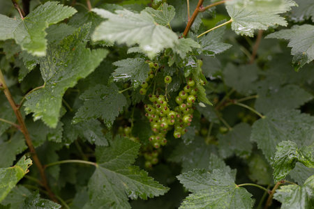 Clusters of green currant berries hang on a bush surrounded by lush juicy leaves. Young currants are recruited with juice and vitamins in the summer on a bush in the garden.の写真素材