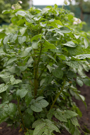 Lush juicy potato bush in the garden. Potato tops grow from the ground where the tubers of edible potatoes are located. A person grows potatoes in his garden for his family.の写真素材