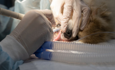 The veterinarian cleans the dogs teeth with care and thoroughness using an ultrasound machine....