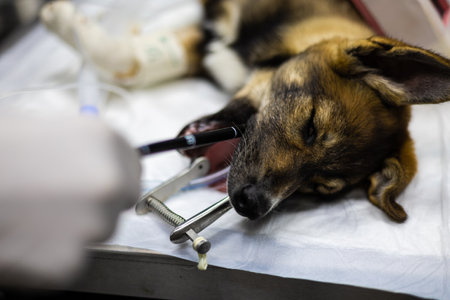 The veterinarian slowly inserts a flexible probe into the anesthetized dogs mouth. The doctor performs a gastroscopy of a dog in a veterinary clinic using a flexible endoscope.の写真素材