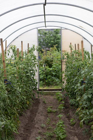 Greenhouse planted with tomato bushes in the garden. Growing organic vegetables in your garden in a greenhouse. A corridor of tomato bushes grown in a greenhouse.の写真素材