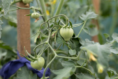Tomatoes vmsyat on vteka in the greenhouse. Young unripe tomatoes grow in a greenhouse in the garden in summer. Growing vegetables for your family in a greenhouse.の写真素材