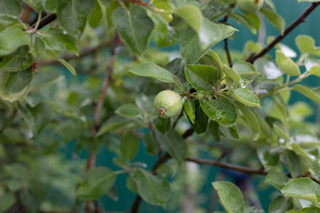 Young green apples on tree branches with water drops. Small apples on apple trees ripen in summer. Fresh fruits on a tree in the garden are healthy.の写真素材