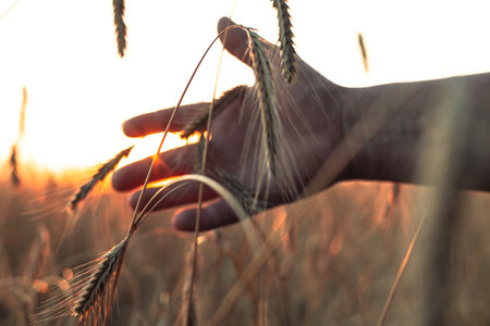 A male farmer runs his hand over wheat ears at sunset. In the rays of the setting sun, the farmer runs his hand over the wheat in the field and assesses the degree of maturity of the grain.の写真素材