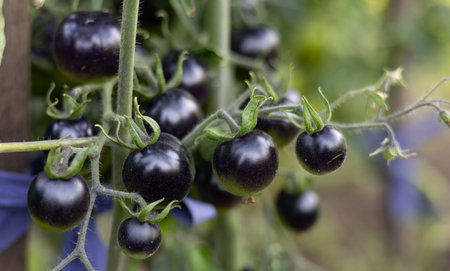 Close-up of beautiful black cherry tomatoes on a branch in the vegetable garden. Unusual black tomatoes hang on a branch and ripen. Beautiful small black tomatoes close-up.の写真素材