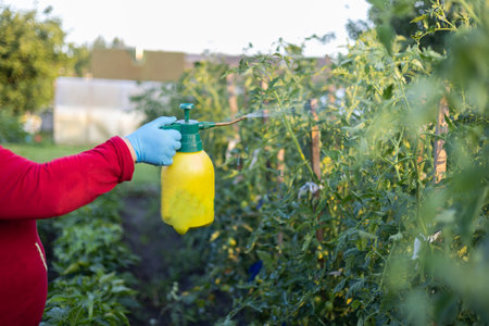 A gardening woman sprays tomato bushes in her garden with a solution against pests. A woman tends tomatoes in the garden. Concept of spraying tomato.の写真素材