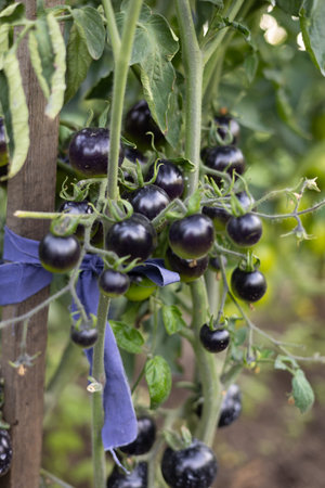 Close-up of beautiful black cherry tomatoes on a branch in the vegetable garden. Unusual black tomatoes hang on a branch and ripen. Beautiful small black tomatoes close-up.の写真素材