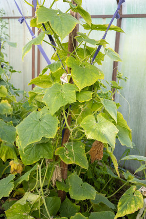 Lush green cucumber bush in a garden bed in a greenhouse. A vine of cucumbers with foliage and young cucumbers. Growing healthy vegetables in your garden.の写真素材
