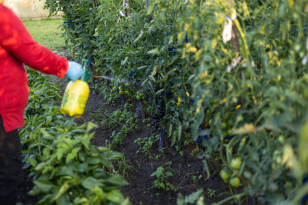 In the garden, a woman treats tomatoes with a solution from a spray bottle. The gardener takes care of his vegetables in the garden and treats them with a protective solution from a spray bottle.の写真素材
