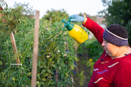 A gardening woman sprays tomato bushes in her garden with a solution against pests. A woman tends tomatoes in the garden. Concept of spraying tomato.の写真素材