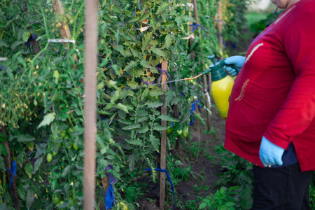 In the garden, a woman treats tomatoes with a solution from a spray bottle. The gardener takes care of his vegetables in the garden and treats them with a protective solution from a spray bottle.の写真素材