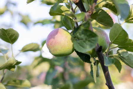 Juicy young apples hang on a tree branch in the rays of the sun. Green apples with red barrels on the branches of an apple tree on a sunny day. Concept of fruits in your garden.の写真素材