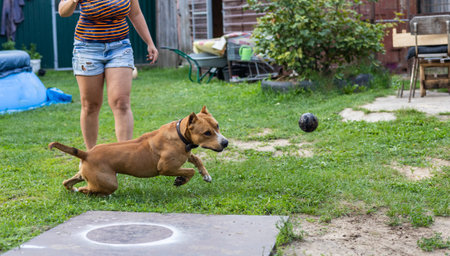 A pit bull dog catches a thrown ball in flight. A strong muscular dog runs on a thrown ball. Pit bull plays with a tennis ball on the backyard grass. Animal theme concepts.の写真素材