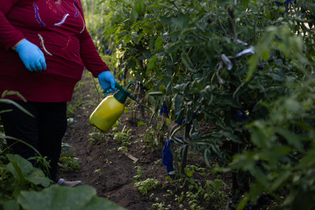 A woman sprays tomatoes in her garden with a pest control solution. A woman uses a spray bottle to water tomato bushes with an insect repellent solution. The concept of tomato pest control.の写真素材