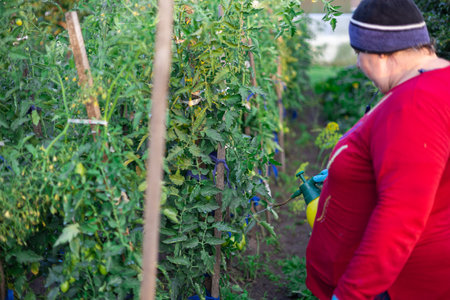A woman sprays tomatoes in her garden with a pest control solution. A woman uses a spray bottle to water tomato bushes with an insect repellent solution. The concept of tomato pest control.の写真素材