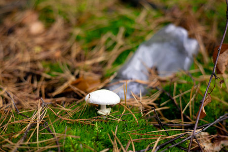A small mushroom grows in moss in the forest next to a plastic bottle. Pollution of forests with garbage. The death of nature from garbage, ecology, garbage problems.の写真素材