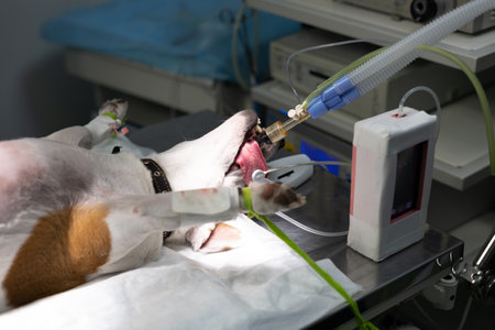 A dog in the operating room connected to an anesthesia machine and sensors monitoring vital signs. The dog lies on its back under anesthesia before the operation begins. Animal surgery concept.の写真素材