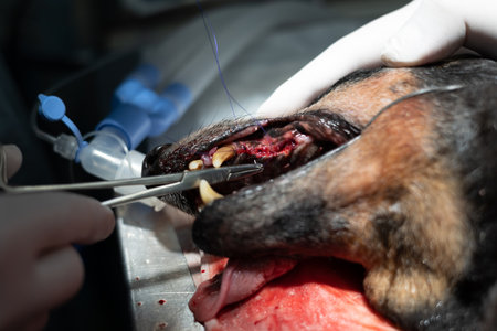 A veterinary surgeon dentist suturing the gum after removing a diseased rotten tooth. A veterinarians hand places stitches on the gum from a dogs mouth after dental treatment.の写真素材