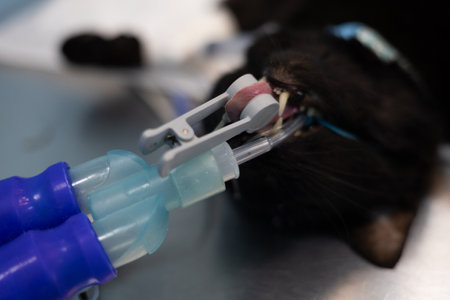 A cat under anesthesia on the operating table with a pulse oximeter on its tongue. The pet undergoing surgery, under general anesthesia, sleeps during the operation. Veterinary surgery concept.の写真素材