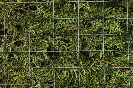 Background of thuja branches growing behind a mesh metal fence. An even seven-fold background of a metal mesh and green thuja branches resting against it in the rays of the sun.の写真素材