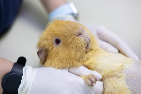A cute guinea pig was brought to the veterinary clinic for an ultrasound examination. A beautiful guinea pig lies on the examination table ready for an ultrasound. Rodent treatment concept.の写真素材