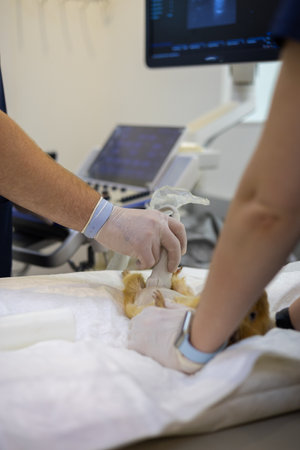 Close-up. A veterinarian runs an ultrasound probe over a guinea pigs belly. A doctor examines the internal organs of a guinea pig using an ultrasound machine. Guinea pig adoption concept.の写真素材
