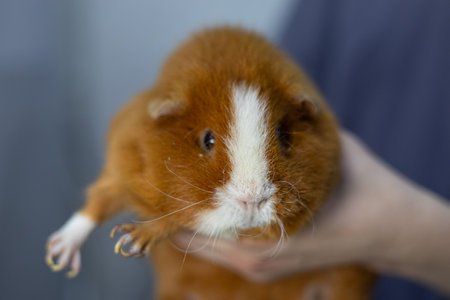 A veterinarian carefully holds a red guinea pig in his arms. Close-up. A cute guinea pig was brought to the veterinarians clinic. Guinea pig treatment concept.の写真素材