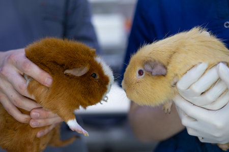 A veterinarian carefully holds a red guinea pig in his arms. Close-up. A cute guinea pig was brought to the veterinarians clinic. Guinea pig treatment concept.の写真素材