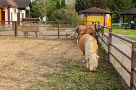 Cute ponies walk around the paddock and eat grass in the petting zoo. Well-fed pony horses graze in the animal pen at the zoo. Two beautiful ponies walk freely around the paddock and eat.の写真素材