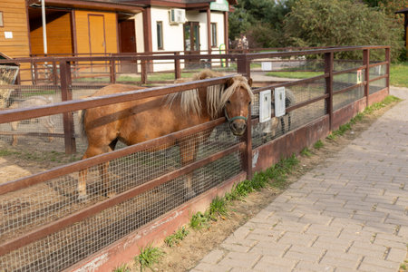 Pony horses walk around the paddock at the zoo. Two cute ponies in captivity at the zoo are eating grass. At the petting zoo, ponies graze in a paddock. Animals in captivity concept.の写真素材