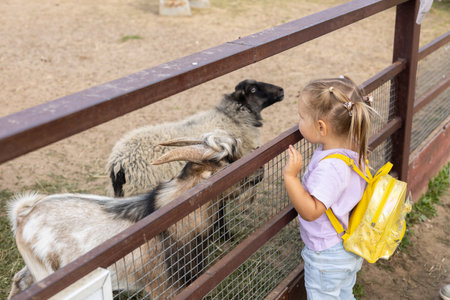 A child girl examines goats and sheep in a pen at a petting zoo. Goats and sheep approach the child sniffing him with interest. A child communicates with cute sheep and goats at the zoo.の写真素材