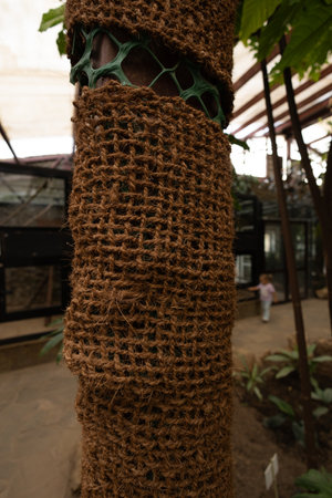 The tree trunk is wrapped in jute cloth for protection. Large woven burlap is wrapped around a tree trunk. The concept of protecting wood with jute fabric.の写真素材