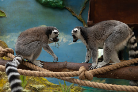 A cute pair of lemurs sits on a tree branch indoors at the zoo. Beautiful lemurs with lush striped tails are sitting on a branch and looking at something with interest. Lemur concept in the zoo.の写真素材