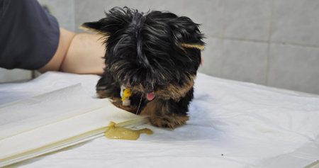 At a veterinarians appointment, a sick puppy vomits on the table. The puppy is sick and vomits at the veterinarians appointment. The baby puppy was brought to the veterinary clinic for treatment.の写真素材