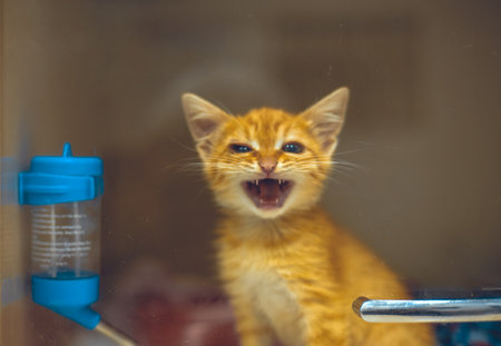A homeless kitten meows through the glass of a cage in a veterinary hospital. A cute cat meows loudly and asks to be held. A bright red kitten looks at the camera through the glass of a box.の写真素材