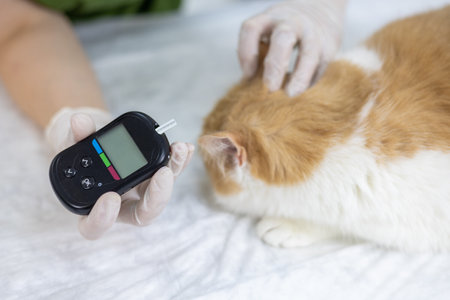 The veterinarian carefully removes a drop of blood from the cats ear to measure glucose. A doctor drops a drop of blood onto a test strip in a glucose measuring machine. Glucosemetry.の写真素材