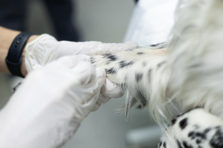 Close-up of an IV catheter being installed in a dog. A doctors gloved hand inserts a catheter for infusion therapy into a dogs vein. The concept of placing an intravenous catheter in a dog.の写真素材