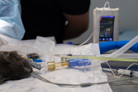 An anesthesiologist monitors an anesthetized cat in a veterinary operating room. The cat sleeps under anesthesia connected to a vital signs monitoring machine. Concept of a cat in surgery.の写真素材