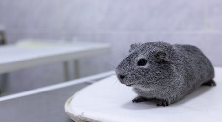 Copy space. A guinea pig sits on a veterinarians table at an appointment. With a guinea pig there is room for an advertising sign. The owner brought his beloved guinea pig to the veterinary clinic.の写真素材