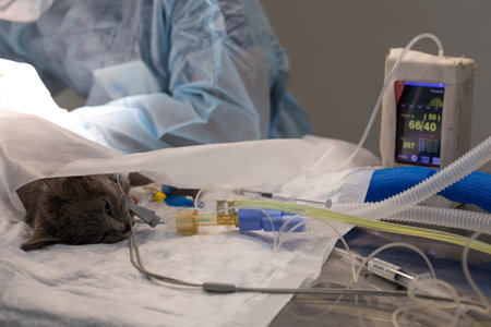 A cat under gas anesthesia sleeps after surgery on the surgical table. A cat in veterinary surgery under anesthesia lies on the table and wakes up after surgery. Cat under gas anesthesia.の写真素材