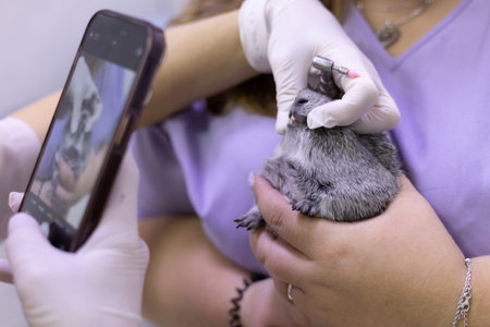 A doctor takes a photo of a guinea pigs teeth on his phone. The doctor carefully and caringly holds...