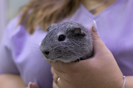 A beautiful rodent at a doctors appointment. A caring doctor holds a cute rodent in his arms during an examination. The rodent was taken to a doctor for a routine examination.の写真素材