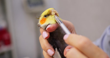 A doctor gives medicine from a syringe into a parrots beak. A veterinarian treats a sick parrot by...