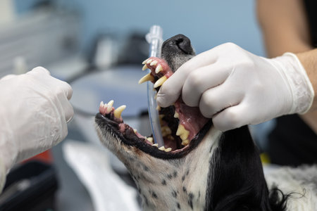 A veterinary anesthesiologist uses a laryngoscope to place an endotracheal tube in a dog before surgery. Preparing your pet for connection to a gas anesthesia and ventilator apparatus.の写真素材