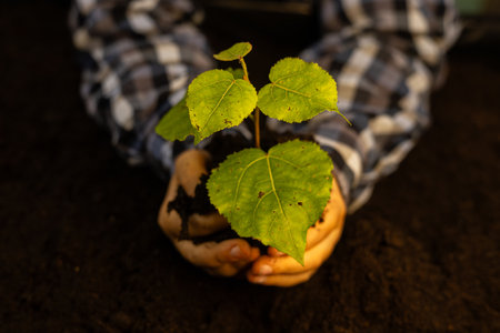 A small tree in the ground among palm trees close-up in the rays of the sun. Hands lovingly hold a...