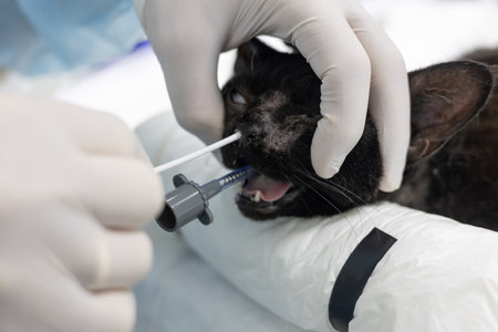 The veterinarian takes a swab from the nose of a cat under anesthesia with a cotton swab. A swab is...