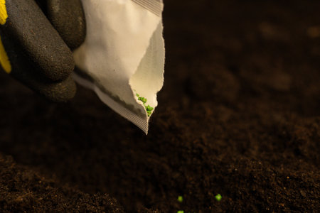 Extreme close-up of a bag of seeds from which seeds fall into the soil against the background of the...